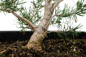 Bonsai Special | Scotch Pine (A2)