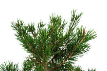 Load image into Gallery viewer, Bonsai Special | Scotch Pine (A2)