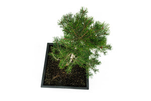 Bonsai Special | Scotch Pine (A2)