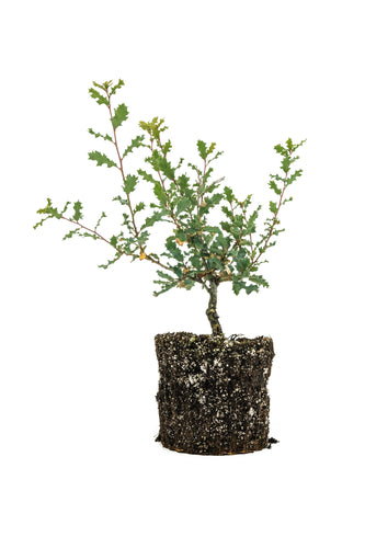 Bonsai Special | Scrub Oak (A6)