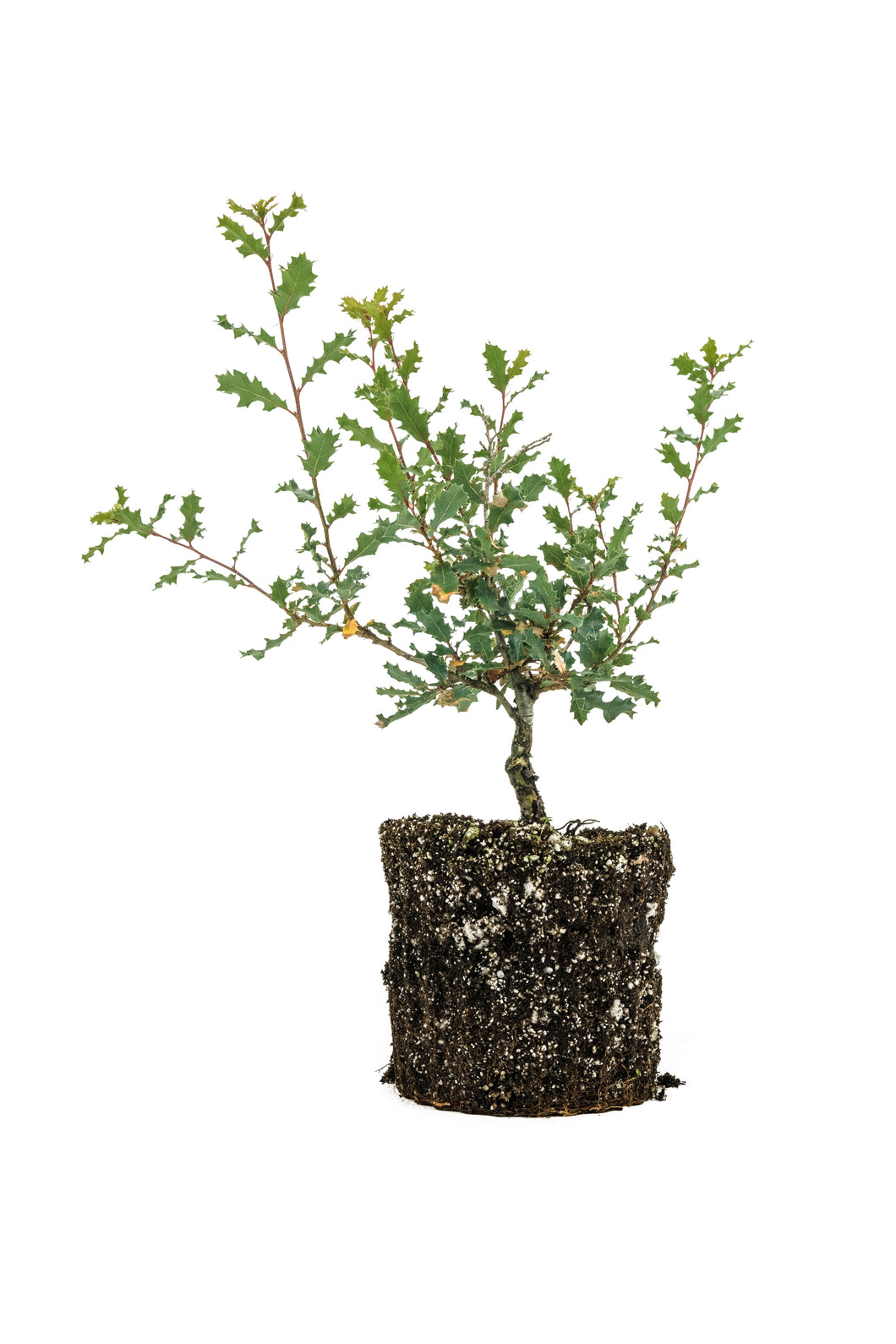 Bonsai Special | Scrub Oak (A6)