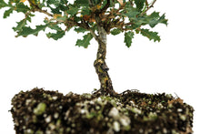 Load image into Gallery viewer, Bonsai Special | Scrub Oak (A6)