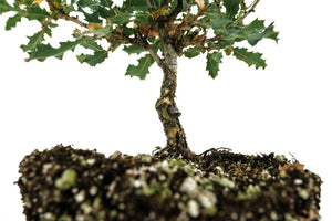 Bonsai Special | Scrub Oak (A6)