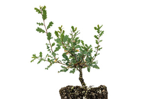 Bonsai Special | Scrub Oak (A6)