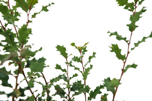 Bonsai Special | Scrub Oak (A6)