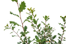 Load image into Gallery viewer, Bonsai Special | Scrub Oak (A6)