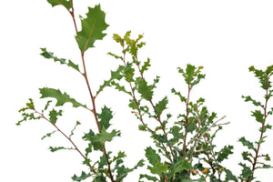 Bonsai Special | Scrub Oak (A6)