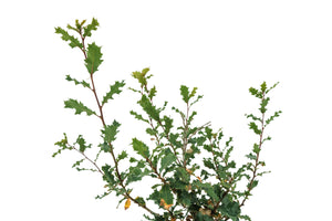 Bonsai Special | Scrub Oak (A6)