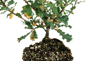 Bonsai Special | Scrub Oak (A6)