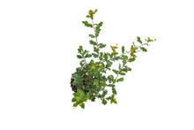 Load image into Gallery viewer, Bonsai Special | Scrub Oak (A6)