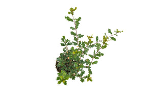 Bonsai Special | Scrub Oak (A6)