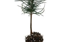 Load image into Gallery viewer, Jeffrey Pine | Medium Tree Seedling | The Jonsteen Company
