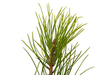 Load image into Gallery viewer, Torrey Pine | Medium Tree Seedling