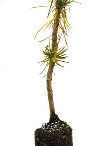 Torrey Pine | Medium Tree Seedling