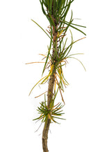 Load image into Gallery viewer, Torrey Pine | Medium Tree Seedling