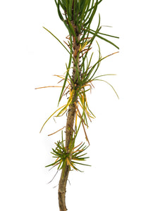 Torrey Pine | Medium Tree Seedling