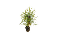 Load image into Gallery viewer, Torrey Pine | Medium Tree Seedling