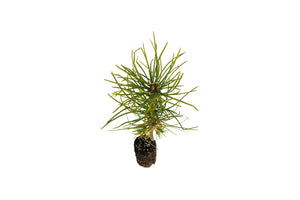 Torrey Pine | Medium Tree Seedling