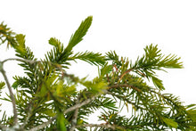 Load image into Gallery viewer, Bonsai Special | Serbian Spruce (E1)