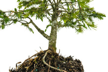 Load image into Gallery viewer, Bonsai Special | Serbian Spruce (E1)