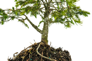 Bonsai Special | Serbian Spruce (E1)
