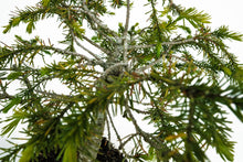 Load image into Gallery viewer, Bonsai Special | Serbian Spruce (E1)