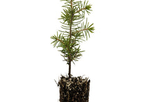 Load image into Gallery viewer, Serbian Spruce | Small Tree Seedling | The Jonsteen Company