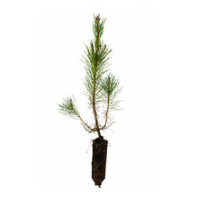 Load image into Gallery viewer, Shore Pine | Medium Tree Seedling | The Jonsteen Company