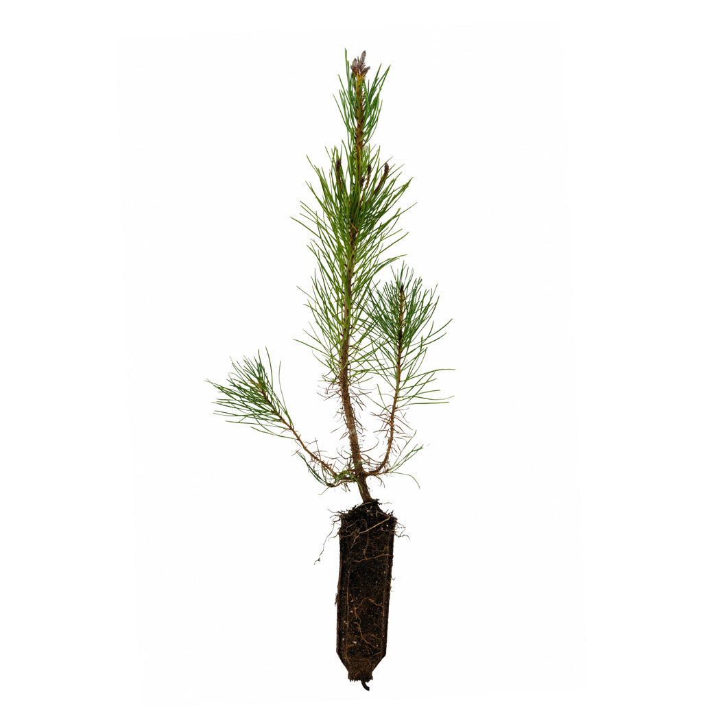 Shore Pine | Medium Tree Seedling – The Jonsteen Company