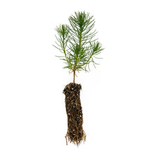 Load image into Gallery viewer, Shore Pine | Small Tree Seedling | The Jonsteen Company