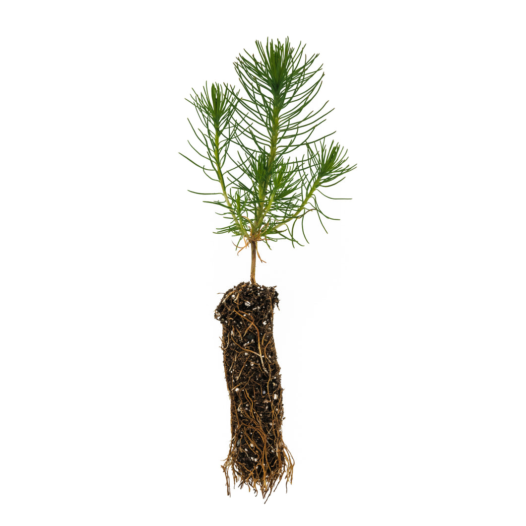 Shore Pine | Small Tree Seedling | The Jonsteen Company