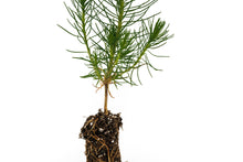 Load image into Gallery viewer, Shore Pine | Small Tree Seedling | The Jonsteen Company