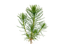 Load image into Gallery viewer, Shore Pine | Small Tree Seedling | The Jonsteen Company