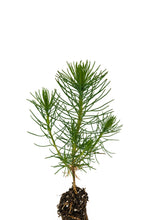 Load image into Gallery viewer, Shore Pine | Small Tree Seedling | The Jonsteen Company