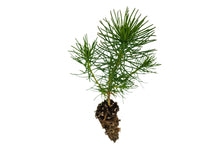 Load image into Gallery viewer, Shore Pine | Small Tree Seedling | The Jonsteen Company