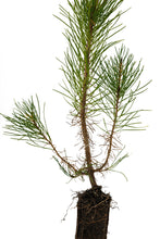 Load image into Gallery viewer, Shore Pine | Medium Tree Seedling | The Jonsteen Company