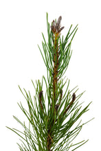 Load image into Gallery viewer, Shore Pine | Medium Tree Seedling | The Jonsteen Company