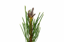 Load image into Gallery viewer, Shore Pine | Medium Tree Seedling | The Jonsteen Company
