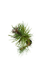 Load image into Gallery viewer, Shore Pine | Medium Tree Seedling | The Jonsteen Company