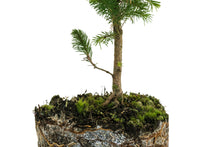 Load image into Gallery viewer, Sitka Spruce | Large Tree Seedling | The Jonsteen Company