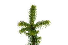 Load image into Gallery viewer, Sitka Spruce | Large Tree Seedling | The Jonsteen Company