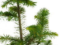 Load image into Gallery viewer, Sitka Spruce | Large Tree Seedling | The Jonsteen Company