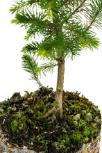 Load image into Gallery viewer, Sitka Spruce | Large Tree Seedling | The Jonsteen Company