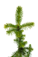 Load image into Gallery viewer, Sitka Spruce | Large Tree Seedling | The Jonsteen Company