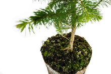 Load image into Gallery viewer, Sitka Spruce | Large Tree Seedling | The Jonsteen Company