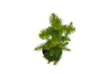 Load image into Gallery viewer, Sitka Spruce | Large Tree Seedling | The Jonsteen Company