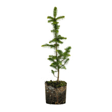 Load image into Gallery viewer, Sitka Spruce | Large Tree Seedling | The Jonsteen Company