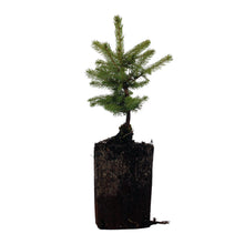 Load image into Gallery viewer, Sitka Spruce | XL Tree Seedling