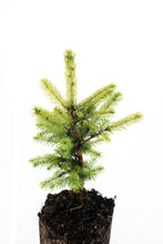 Load image into Gallery viewer, Sitka Spruce | XL Tree Seedling