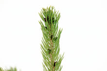 Load image into Gallery viewer, Sitka Spruce | XL Tree Seedling
